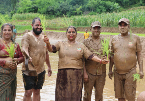 धादिङको सिद्धलेक गाउँपालिका द्वारा वडा नं.७ सेरावेशीमा रोपाई महोत्सव सम्पन्न (फोटो फिचर)