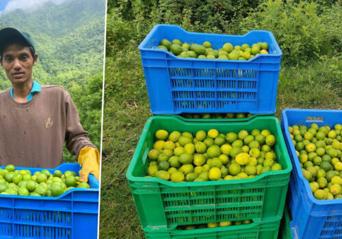 कागतीले बजार नपाउँदा निराश