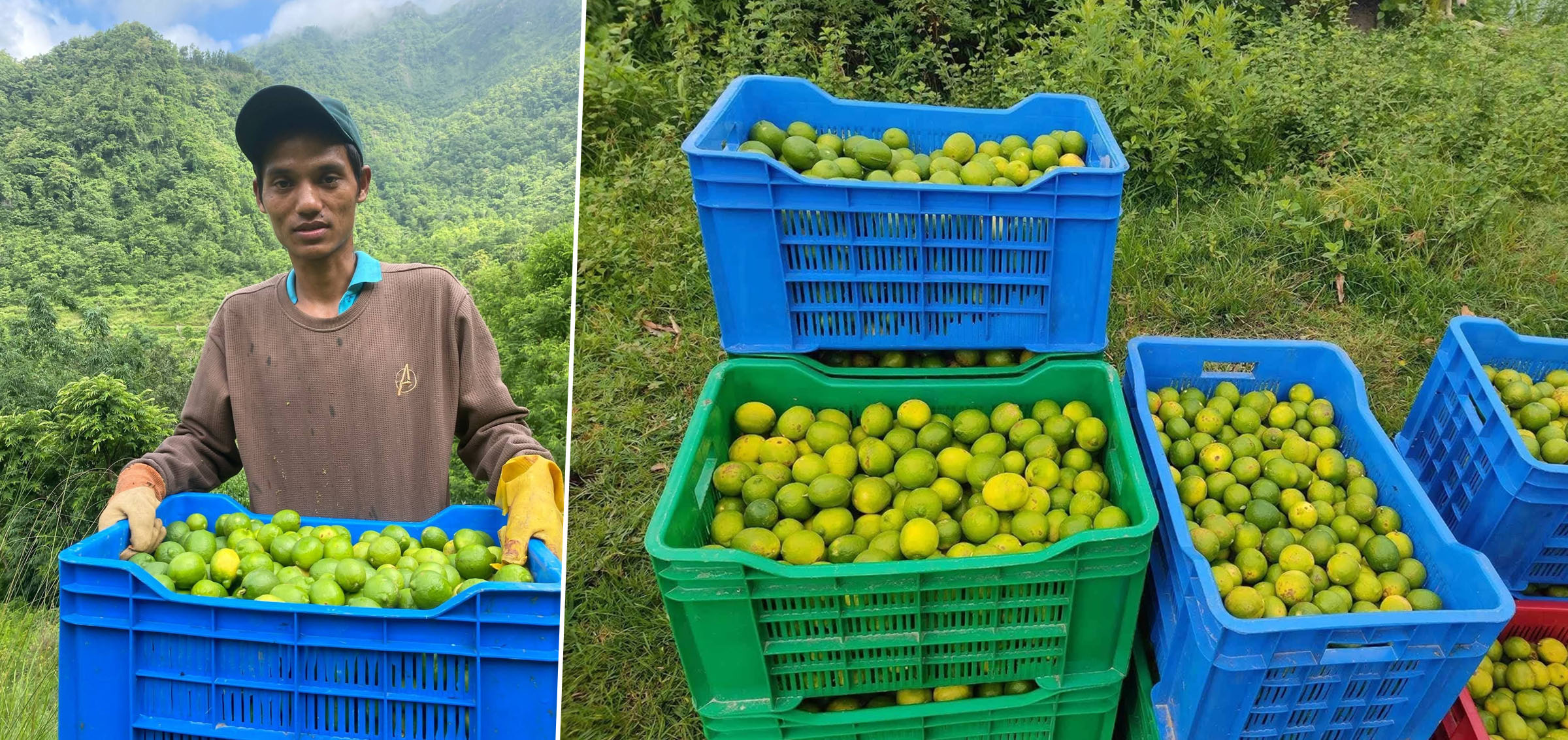 कागतीले बजार नपाउँदा निराश
