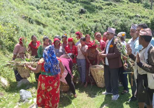 झाडी फाँडेर घाँस खेती, घरघरमा बाख्रापालन