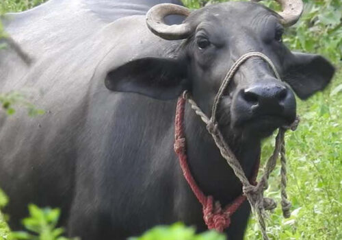 धादिङमा गाई–भैंसीमा रेबिजको संक्रमण