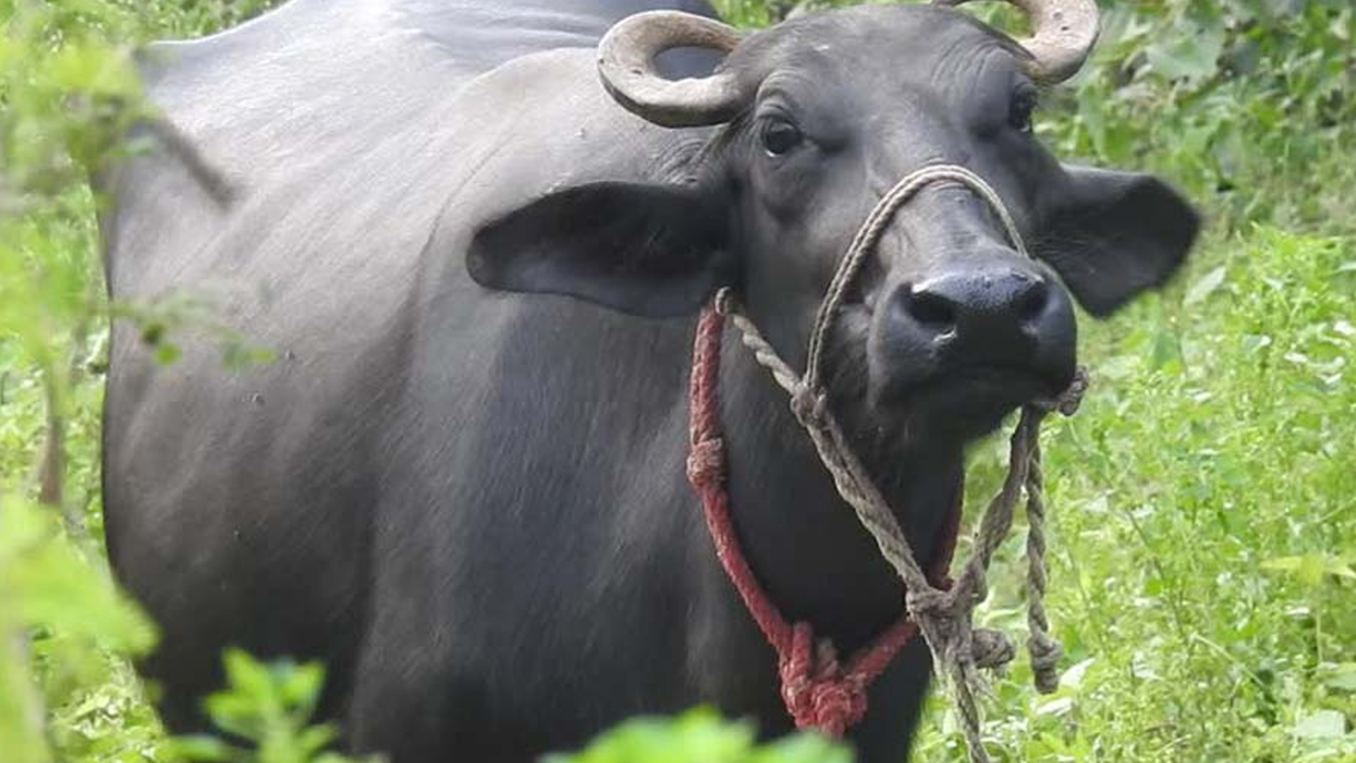 धादिङमा गाई–भैंसीमा रेबिजको संक्रमण