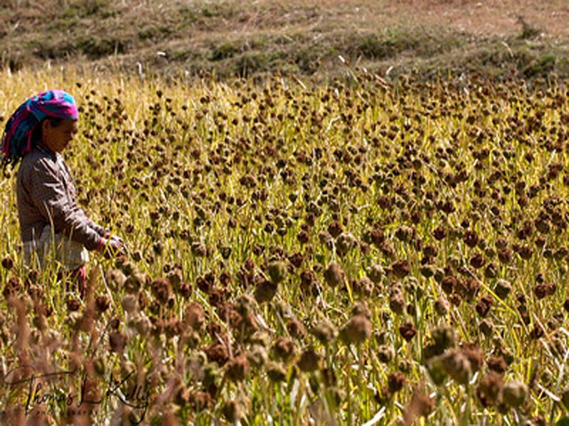 आज राष्ट्रिय कोदो दिवस मनाइँदै