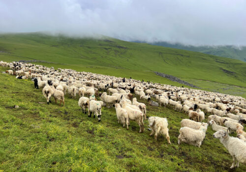दसैँ सुरु भएसँगै बेसी झर्न थाले भेडीगोठ