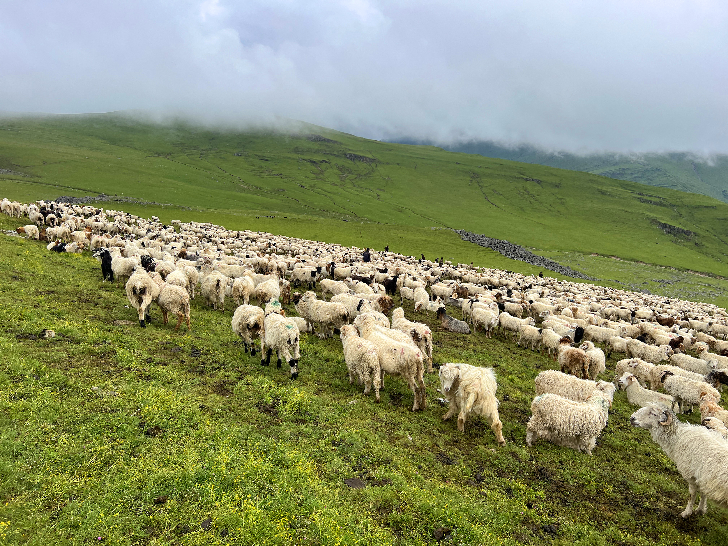 दसैँ सुरु भएसँगै बेसी झर्न थाले भेडीगोठ