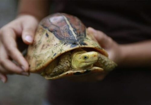 ‘जेनजी’ प्रदर्शनका क्रममा दुर्लभ कछुवासमेत चोरी