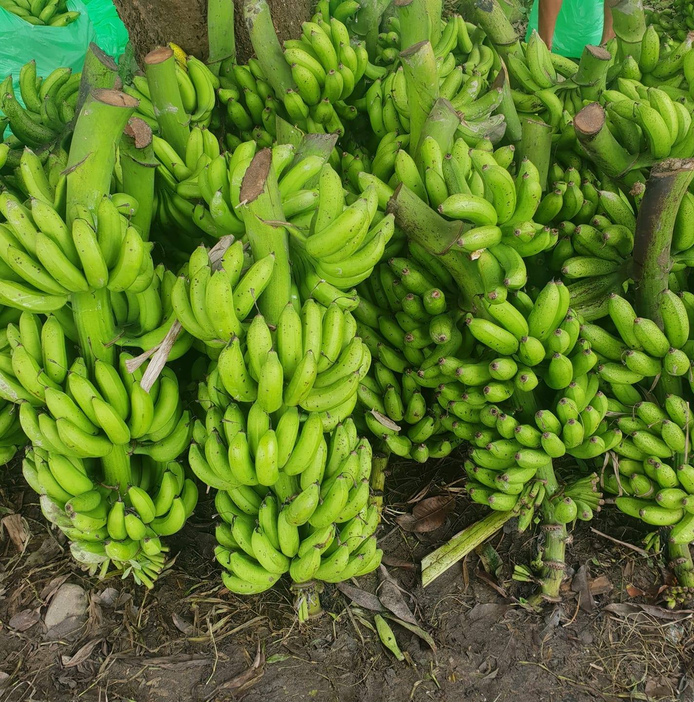 नेपाली केराले नै दसैँ, तिहार र छठ धान्ने, आयात नगर्न अनुरोध