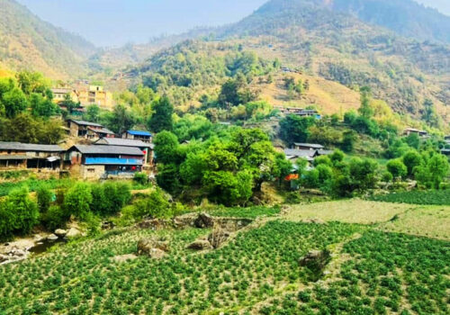 बागलुङमा एक अर्ब ९४ करोड ६० लाखको आलु उत्पादन