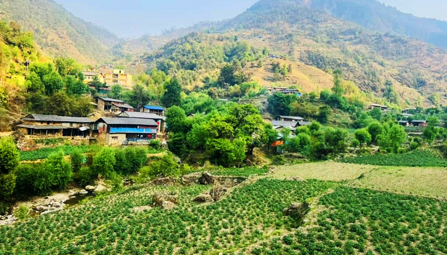 बागलुङमा एक अर्ब ९४ करोड ६० लाखको आलु उत्पादन