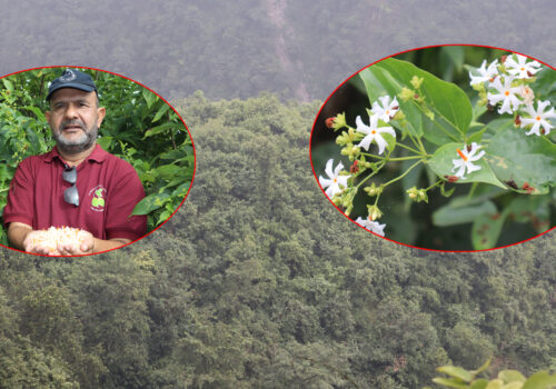 पारिजातको संरक्षण र प्रवर्द्धनमा विशेष पहल