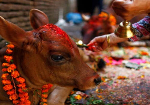 तिहारको पाँचौ दिन गाई पूजा गरिँदै