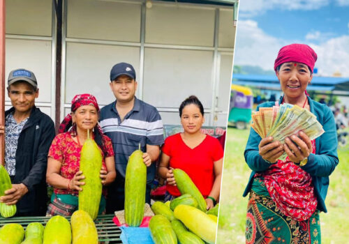 मादले काँक्रोखेतीतर्फ आकर्षण बढ्दै