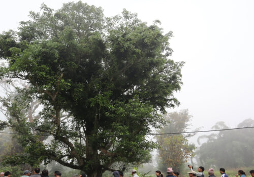 सल्यानटारमा एउटा डुम्रीको बोटमा २० प्रजातिका फरक–फरक वनस्पति