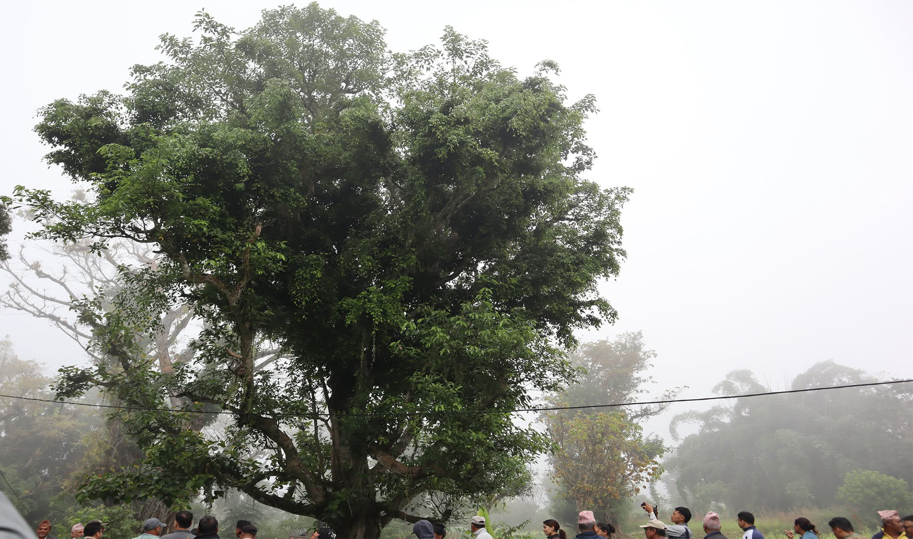 सल्यानटारमा एउटा डुम्रीको बोटमा २० प्रजातिका फरक–फरक वनस्पति