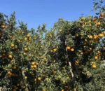 गोरखामा सुन्तला उत्पादन १५ प्रतिशत बढ्यो