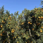 गोरखामा सुन्तला उत्पादन १५ प्रतिशत बढ्यो