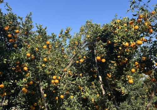 गोरखामा सुन्तला उत्पादन १५ प्रतिशत बढ्यो