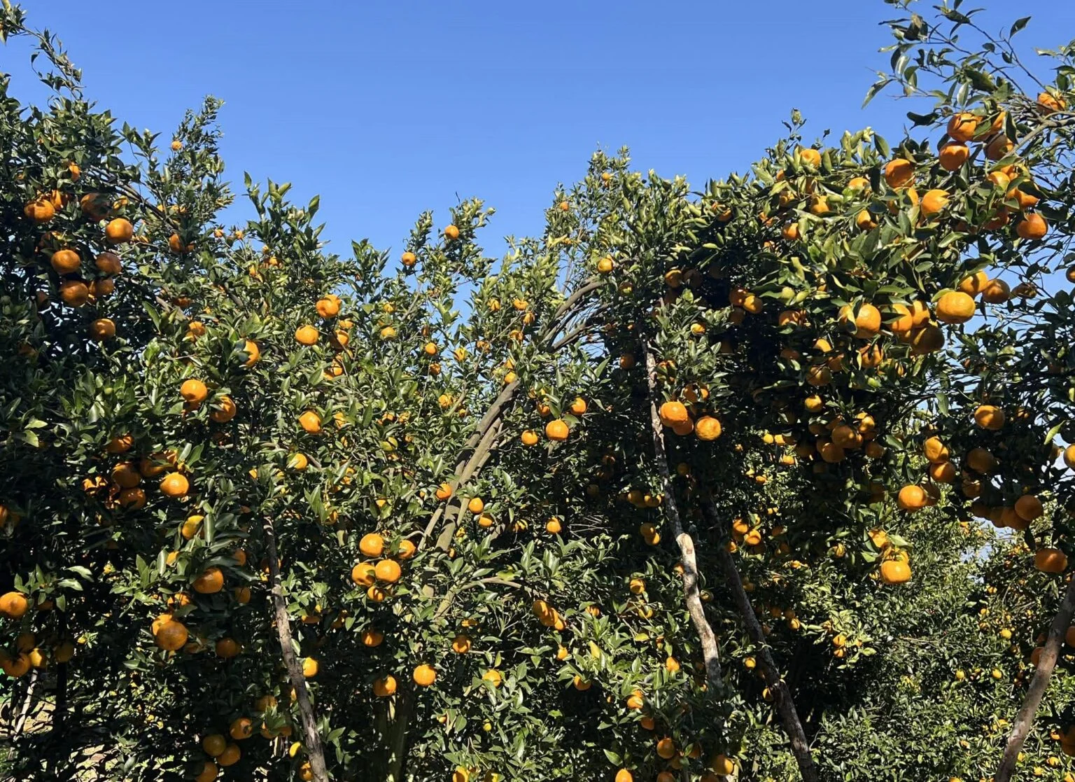 गोरखामा सुन्तला उत्पादन १५ प्रतिशत बढ्यो गोरखामा सुन्तला उत्पादन १५ प्रतिशत बढ्यो