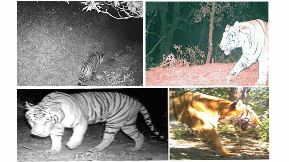 National Tiger Survey