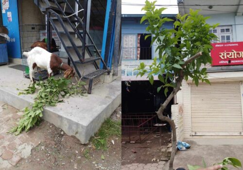 सडकपेटीको रूखको हाँगा काटेर खसीलाई खुवाएपछि महानगरले तिरायो पाँच हजार जरिवाना