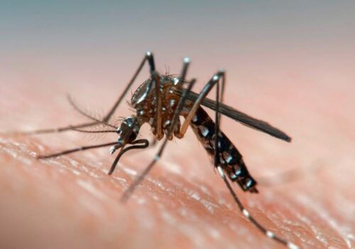 ७१ जिल्लामा फैलियो डेङ्गु सङ्क्रमण