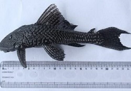 अमेजन नदीमा पाइने माछाको एक प्रजाति नेपालमा पनि भेटियो