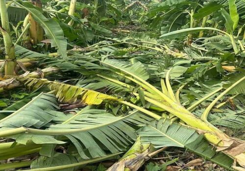 हुरीका कारण चितवनमा १२ करोड रुपैयाँको केराखेतीमा क्षति