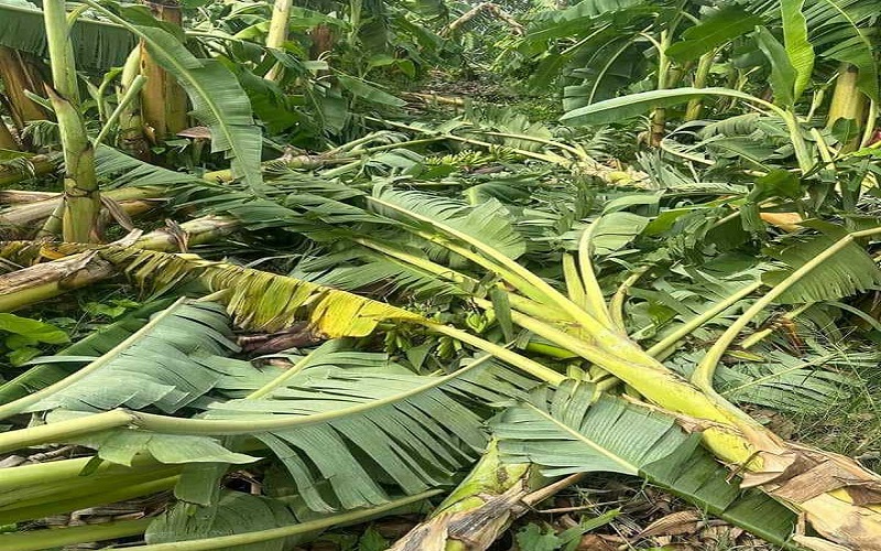 हुरीका कारण चितवनमा १२ करोड रुपैयाँको केराखेतीमा क्षति