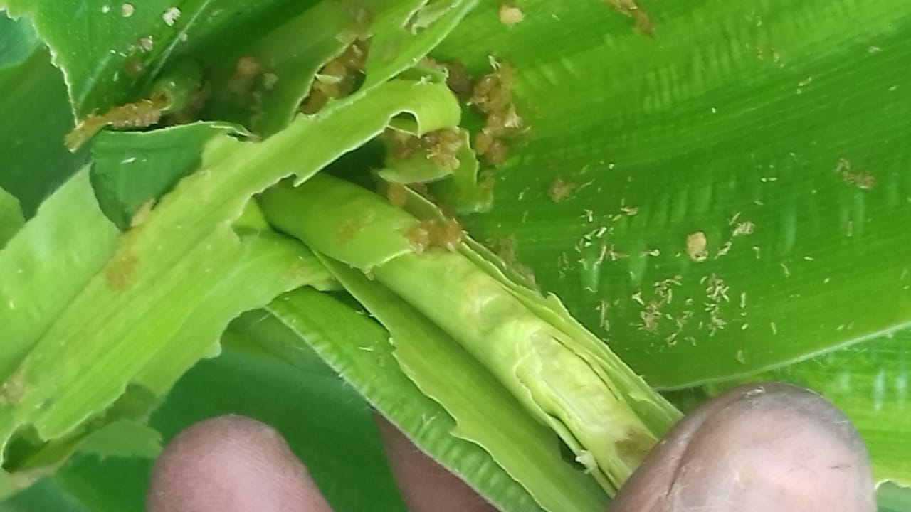 धादिङको झार्लाङमा फौजी किराले मकै सखाप