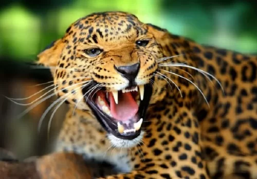 च्याउ खोज्न गएका तीन जना महिला बाघको आक्रमणबाट घाइते