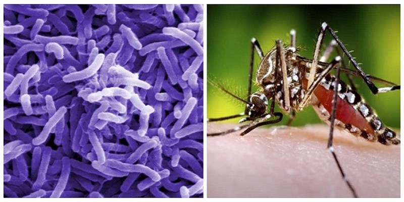 ५ जिल्लामा हैजा र ७३ जिल्लामा डेंगी सङ्क्रमण फैलियो