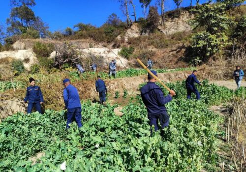 १५० रोपनीमा लगाएको अफिम नष्ट