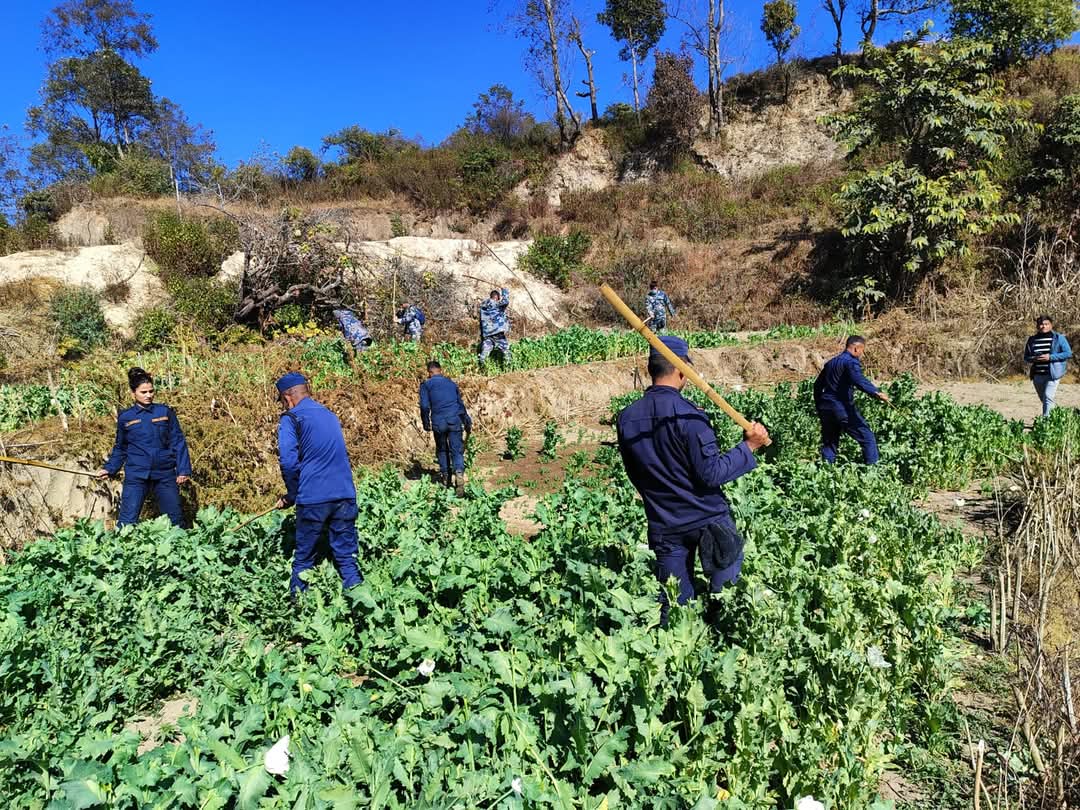 १५० रोपनीमा लगाएको अफिम नष्ट