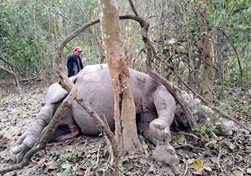 चितवन राष्ट्रिय निकुञ्जमा गैँडा मृत फेला