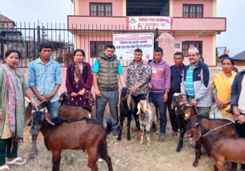 धादिङको स्यादुलका विपन्न चेपाङ परिवारलाई बाख्रा तथा बोका वितरण