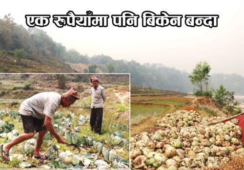 एक रुपैयाँमा पनि बिकेन बन्दा, त्रिशुलीमा फाल्न बाध्य