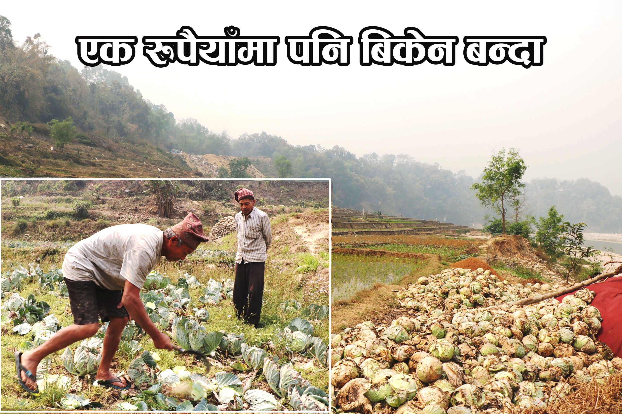 एक रुपैयाँमा पनि बिकेन बन्दा, त्रिशुलीमा फाल्न बाध्य