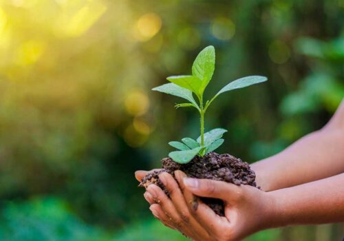 वृक्षारोपणको २० वर्षे महाअभियान, ६० करोड बिरुवा रोपिने