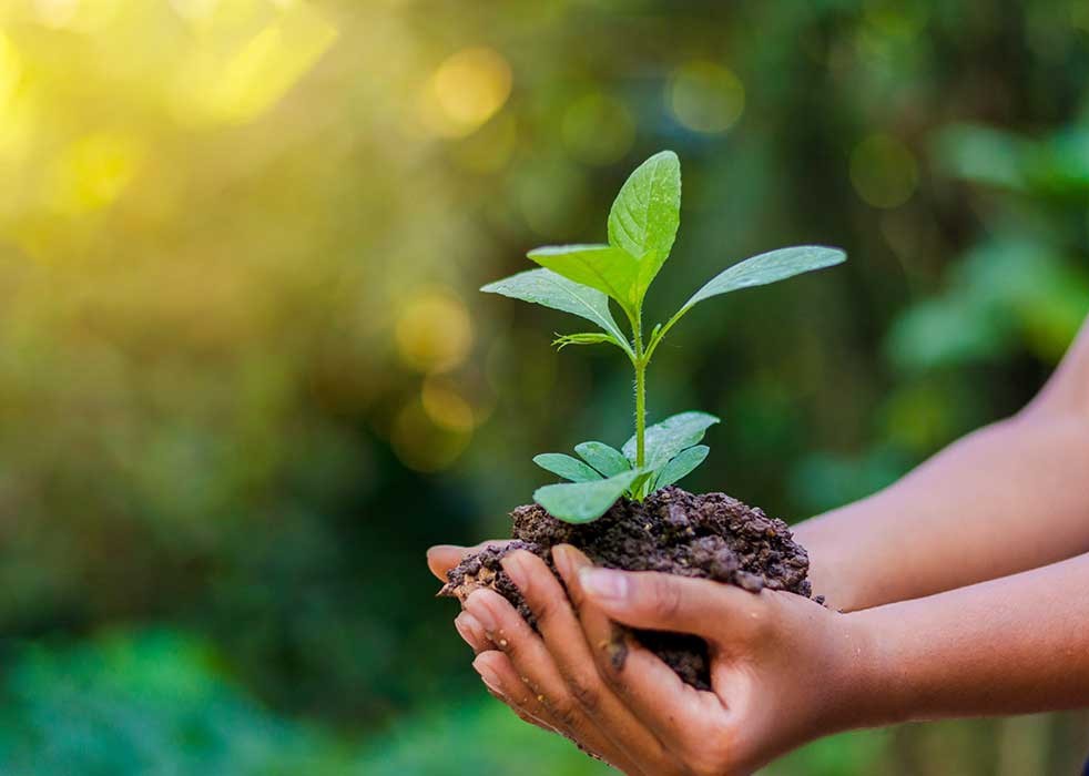वृक्षारोपणको २० वर्षे महाअभियान, ६० करोड बिरुवा रोपिने