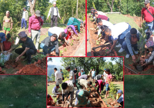 धादिङको हिरक पार्क क्षेत्रमा ४ हजार विरुवा रोपियो