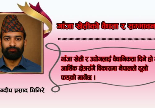 गाँजा खेतीको वैधता र सम्भावना