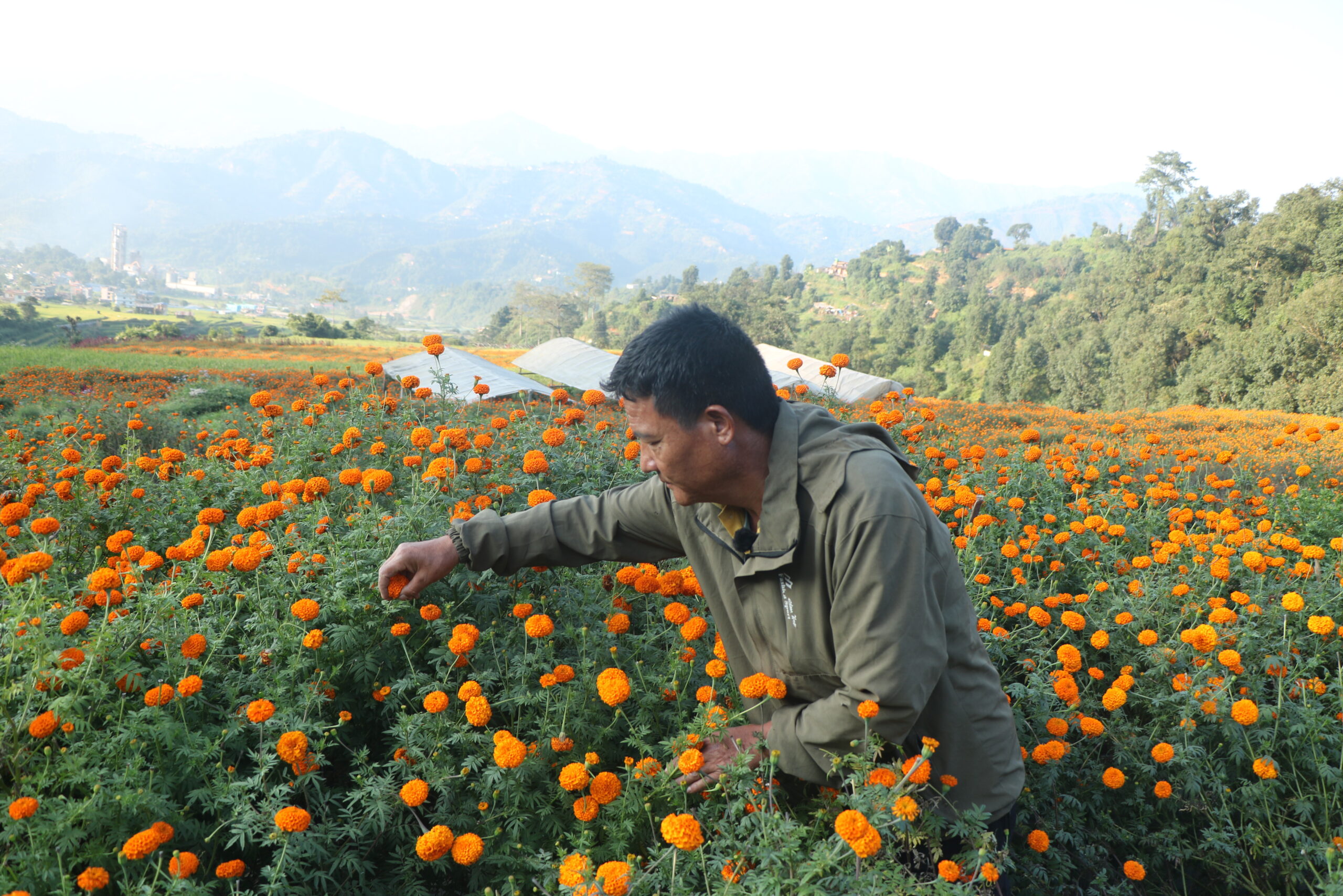 धादिङका फूल खेती किसानलाई लगानी उठाउनै हम्य